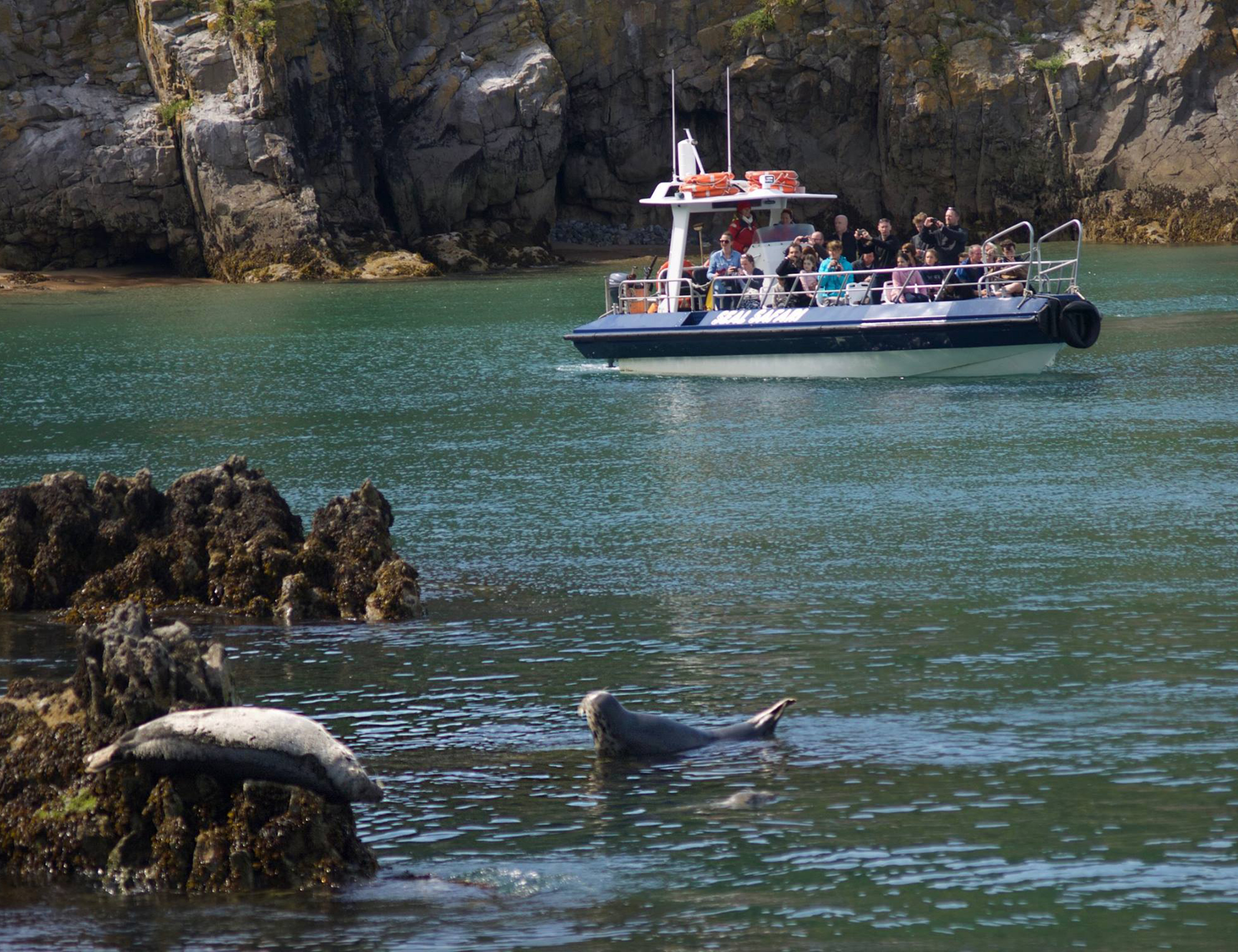 Tenby Boat Trips - Wildlife Focused operator