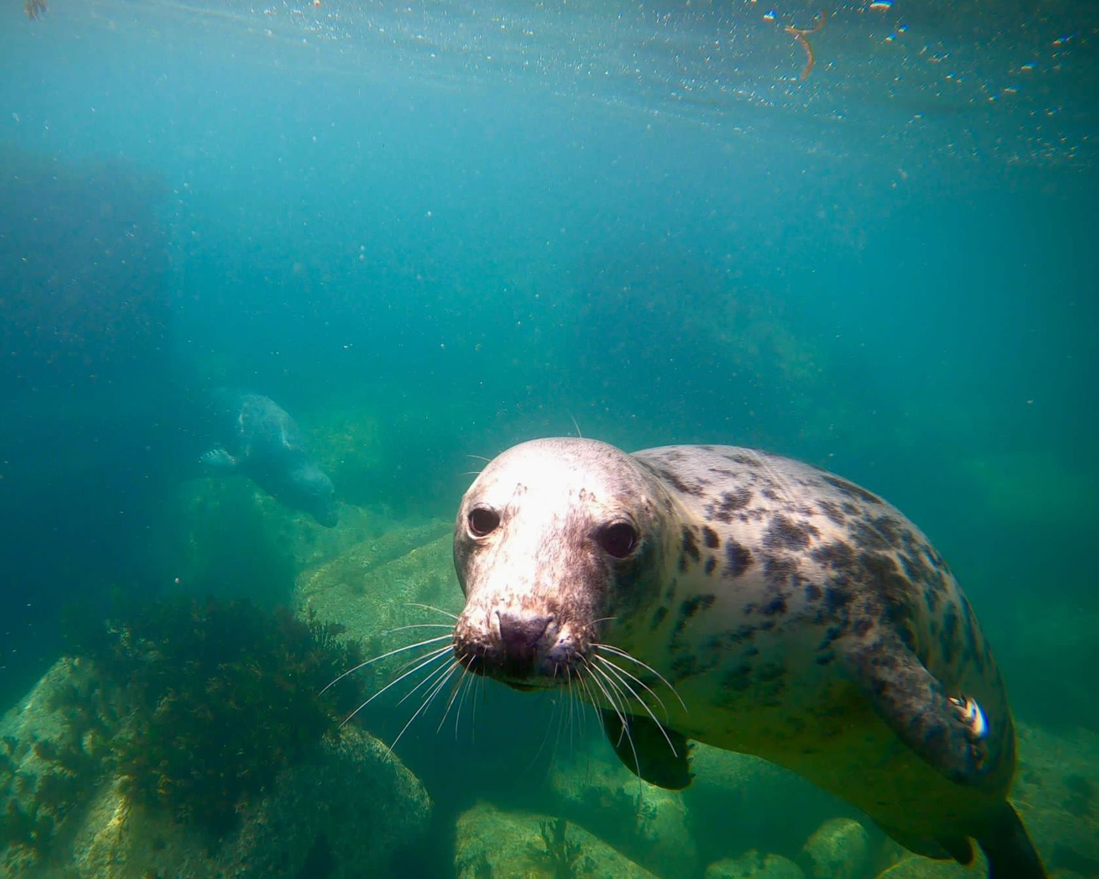 Seals underwater